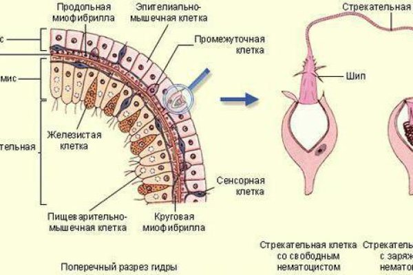 Кракен не заходит